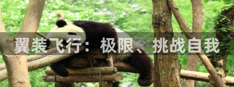 意昂2平台总代理：翼装飞行：极限、挑战自我